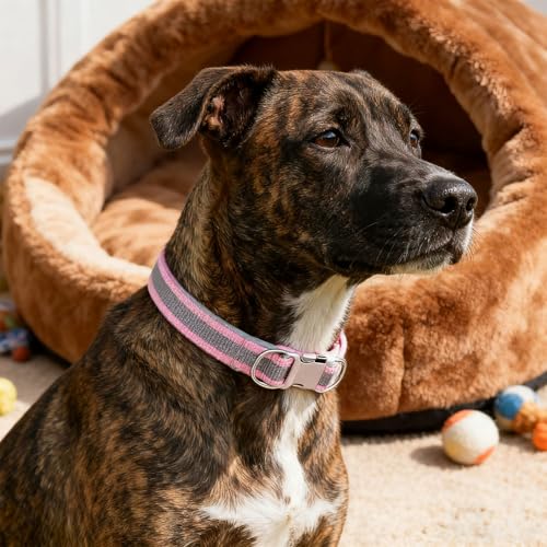 Large Dog Collar, Soft Padded with Space Cotton Lining, Reflective Design, Engraving Option, Light Blue and Variety of Colors