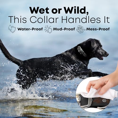 Regal Dog Products Small Black Waterproof Dog Collars with Custom Engraved Name Plate | Vinyl Coated, Anti, Easy to Clean Personalized Biothane Dog Collar - Other Sizes for Medium & Large Dogs - color: Black, size: Small Collar