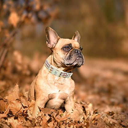 Elegant little tail Fall Dog Collar, Plaid Puppy Collars Fall Yellow Male Cute Puppy Adjustable Cotton Pet Collar with Quick Release Buckle for Small Medium Large Dogs - color: Fall, size: X-Small (Pack of 1)