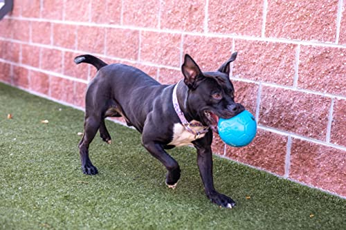 Jolly Pets Medium Jolly Soccer Ball Floating-Bouncing Dog Toy, 6”, Ocean Blue - color: Ocean Blue, size: 6 Inch Diameter