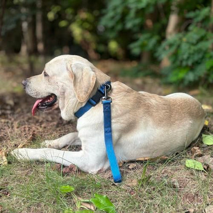 Premium Classic Sturdy Nylon Adjustable Dog Collars,Soft and Smooth Regular 1 Inch Wide Dog Collars with Quick Release Buckle for Large Dogs Walking&Training. (Large, Classic Blue) - color: Classic Blue, size: Large 16-24 Inches