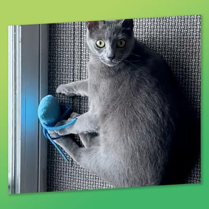 ZOOMIE Jelly Fish - Refillable Catnip Toy + Catnip | High Potency Hand Harvested Fresh Catnip | Soft Plush for Engaging Play - color: Jelly Fish