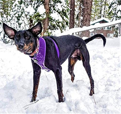 EcoBark Dog Harness - Eco-Friendly Max Comfort Harnesses - Luxurious Soft Mesh Halter - Over the Head Harness Vest- No Pull and No Choke for Puppy, Small Breeds & Medium Dogs (Large, Purple) - color: Purple