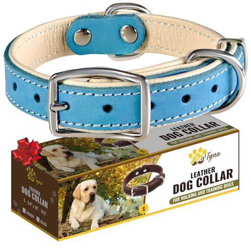 ADITYNA Heavy-Duty Leather Dog Collar for Small Dogs - Soft Padded for Comfort - Blue Dog Collar for Walking, Training, and Hiking - color: Blue, size: Small: Fit 10-14.5" Neck