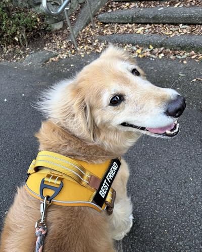 AUROTH Dog Harness and Leash Set, Soft Padded Service Vest Harness with 5.25FT Dog Leash, Easy On Pet Vest, Adjustable Reflective No Pull Dog Harnes Medium Sized, Easy Walking and Training - color: Turmeric, size: Medium