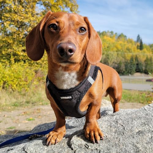 Best Pet Supplies Voyager Step-in Plush Dog Harness - Soft, Step in Vest Harness and Reflective Dog 5 ft Leash Combo with Neoprene Handle for Small and Medium Dogs, Black Plush, S - color: Harness Leash Set (Black Plush), size: S (Chest: 14.5 - 16")