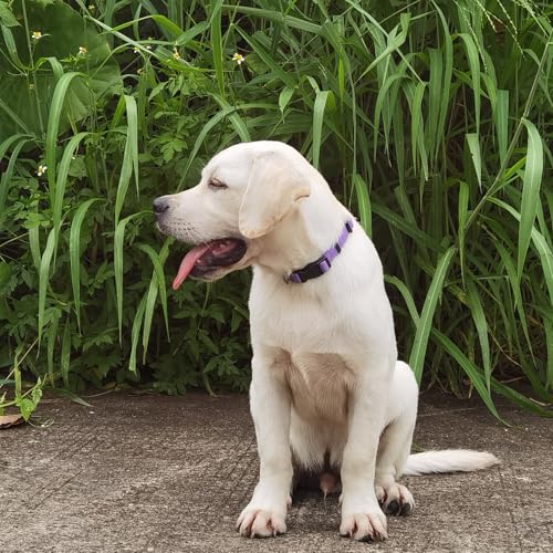 Premium Classic Nylon Adjustable Dog Collars,Soft and Smooth Regular 5/8 Inch Wide Dog Collars with Quick Release Buckle for Small Dogs Daily Walking,Training. (Small, Ultra Violet) - color: Ultra Violet, size: Small 11-14 Inches