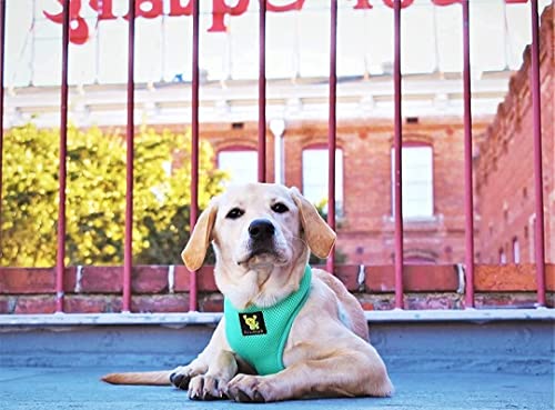 EcoBark Dog Harness - Eco-Friendly Max Comfort Harnesses - Luxurious Soft Mesh Halter - Over the Head Harness Vest- No Pull and No Choke for Puppy, Toy Breeds & Small Dogs (Medium, Mint Turquoise) - color: Mint Turquoise