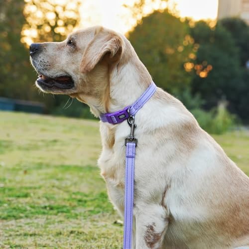 Dog Collar Leash Set, Durable Polyester with Reflective Strips, 5ft Matching Leash, Adjustable 4 Sizes for Small Medium Large Dogs.(XS, Purple) - color: Solid Purple, size: Extra Small