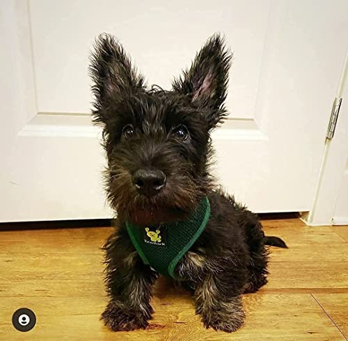 EcoBark Dog Harness - Soft Luxurious Mesh Over the Head No Pull No Choke Design - Breathable Halter Harness Vest - Eco-Friendly Easy Control for Puppy, Toy Breeds & Small Dogs (Small, Dark Green) - color: Forest Green