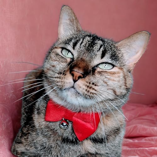 Velvet Red Bow Cat Collar with Breakaway Safety Buckle, Adjustable Fit for Adult Cats - color: Red