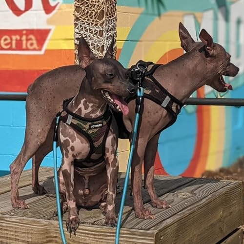 Best Pet Supplies Voyager Step-in Air All Weather Mesh Harness and Reflective Dog 5ft Leash Combo with Neoprene Handle, for Small, Medium and Large Breed Puppies - Set (Army Base), X-Large - color: Harness Leash Bundle (Army/Black Trim), size: XL (Chest: