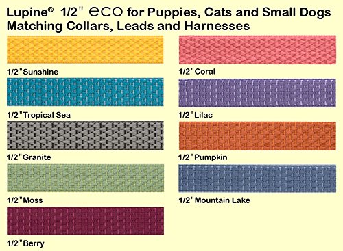 LupinePet Eco 1/2" Pumpkin Cat Safety Collar with Bell , 8-12" - color: Pumpkin