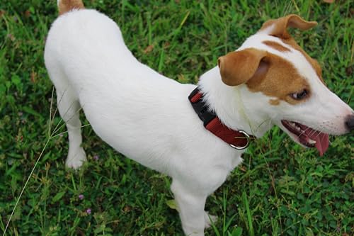 Mikivery Nylon Dog Collar with Quick Release Buckle Soft Adjustable Sturdy for Small Medium Large Dogs Brick,L - color: Brick, size: L：17.5"-25.5"