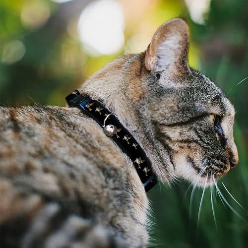 Buckle-Down Cat Collar Breakaway Flying Mallards Black 8 to 12 Inches 0.5 Inch Wide