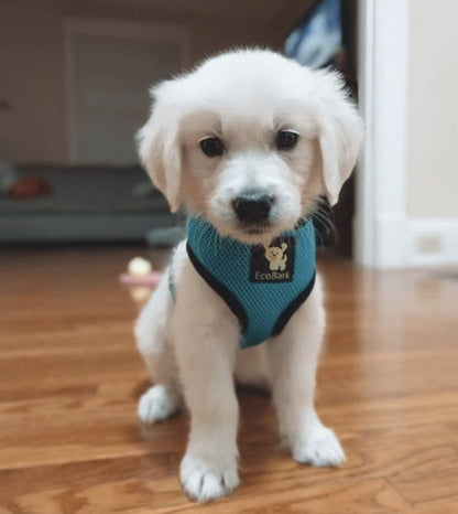 EcoBark Dog Harness - Eco-Friendly Max Comfort Harnesses - Luxurious Soft Mesh Halter - Over the Head Harness Vest- No Pull and No Choke for Puppy, Toy Breeds & Small Dogs (Small, Teal Blue) - color: Teal Blue