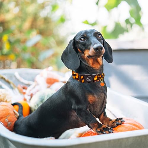 Elegant little tail Halloween Dog Collar, Pumpkin with Maple Leaf Print Fall Pet Collars Cotton Soft Sturdy Puppy Collars Holiday Female Adjustable Collar for X-Small Puppy - color: Fall-Black Pumpkin, size: X-Small (Pack of 1)