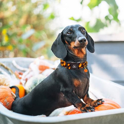 Elegant little tail Halloween Dog Collar, Pumpkin with Maple Leaf Print Fall Pet Collars Cotton Soft Sturdy Puppy Collars Holiday Female Adjustable Collar for X-Small Puppy - color: Fall-Black Pumpkin, size: X-Small (Pack of 1)