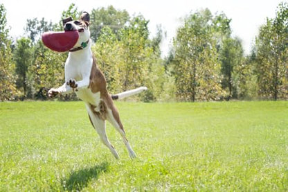 KONG Flyer Rubber Disc Dog Toy - for Catch, Fetch and Playtime - Red, Large 2 Pack