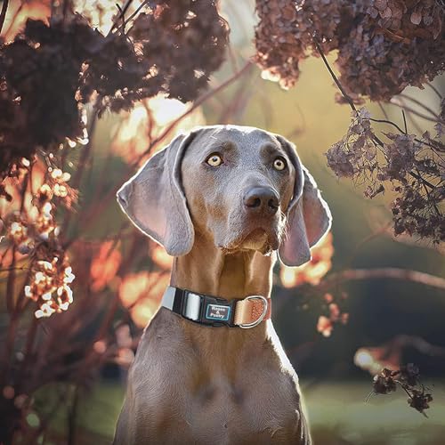 Roses&Poetry Reflective Dog Collar with Gradient Azure, Adjustable Durable Pet Collars for Small Medium Large Dogs (Azure-XS) - color: Azure, size: XS