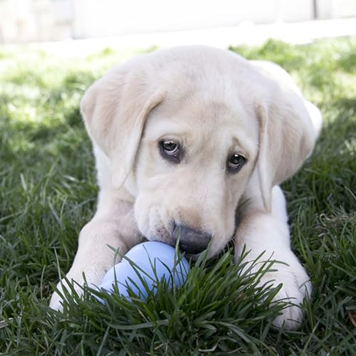 KONG - Puppy Toy - Natural Teething Rubber - Fun to Chew, Chase and Fetch ( Colors May Vary) - color: Blue, size: Large (Pack of 1)