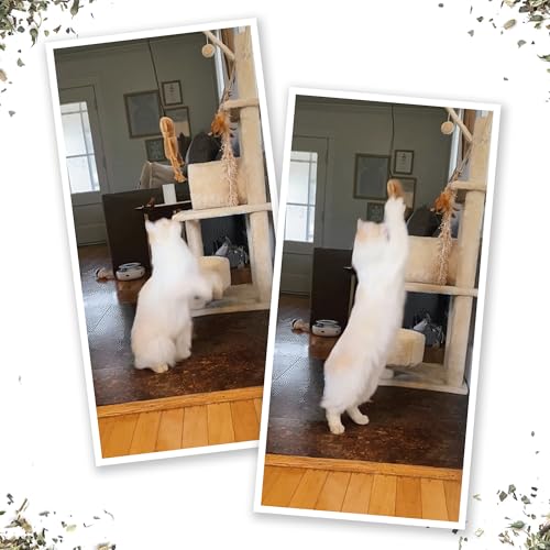 Meowijuana Jump 'n' Jamb Door Hanging Cat Toy Bundle | Funky Monkey + Happy Grass Blend | Refillable Interactive Catnip Toy | Promotes Play and Cat Health | Potent Catnip Grown in North America - color: Funky Monkey Bundle