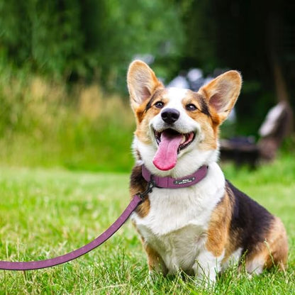 Didog Custom PU Leather Dog Collars with Personalized Engraving Nameplate,Personalized Padded Dog Collars Engraved for Small Medium Dogs,Purple,M Size - color: Purple, size: M: Fit 11-14"Neck