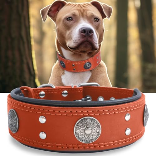 Leather Dog Collar, 2 inches Wide Heavy Duty Genuine Leather Collars, Handmade, Soft, and Luxury, Eye-catching Best Choice for Large and Medium Breed Dogs, Orange 21-25 in - color: Orange, size: 21-25 in