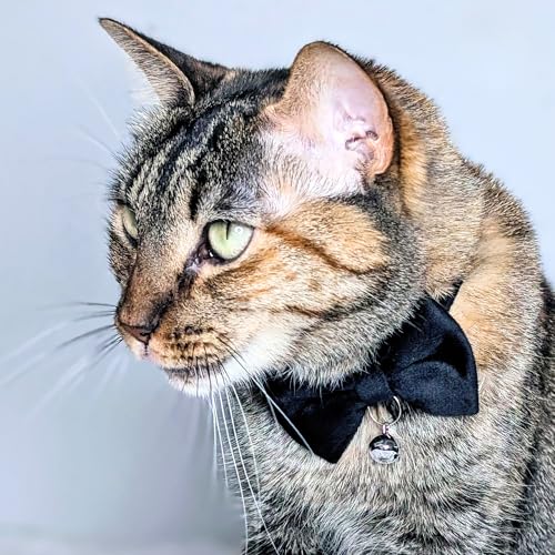 Velvet Bowtie Cat Collar with Bell – Adjustable Breakaway Black Cat Collar for Adult Cats (7–11 in) - color: Black