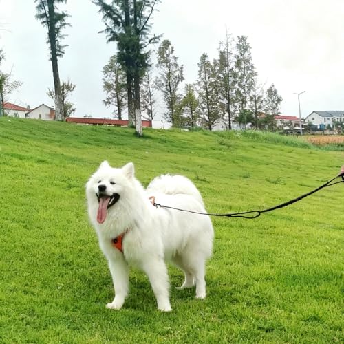 5FT Bungee Dog Leash with 2 Handles, Reflective Strong Nylon Traffic Leash, Shock Absorbing Lead for Large Medium Dogs Walking Training Controlling, Black - color: Black