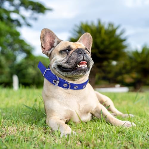 IMIKEYA Adjustable Pet Collar with Alloy Buckle Soft Foam Padding Small Size Blue Collar for Puppy and Cat Neck Decor for Daily Use and Festivals