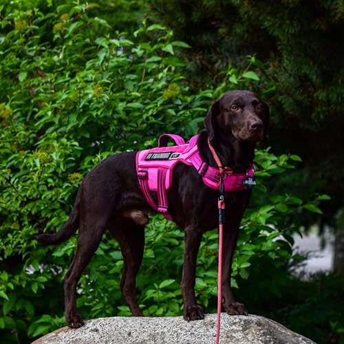 Tactical Dog Harness Medium Sized, Heavy Duty No Pull Dog Harness with Handle, Easy On and Off Service Dog Vest with Molle System, Reflective Pet Vest for Walking Hiking Training - color: Pink, size: M(Neck:17-23",Chest:22-32"),35-50 lbs