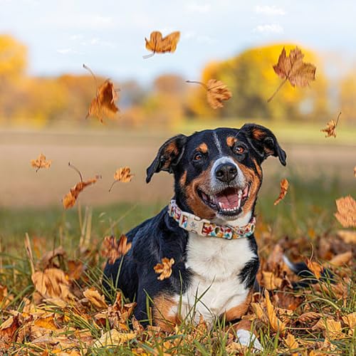 Elegant little tail Fall Dog Collar, Fall Maple Leaf Print Autumn Pet Collars Dog Cotton Soft Sturdy Puppy Collars Holiday Female Adjustable Collar for X-Small Dogs - color: Fall-Maple Leaf, size: X-Small (Pack of 1)