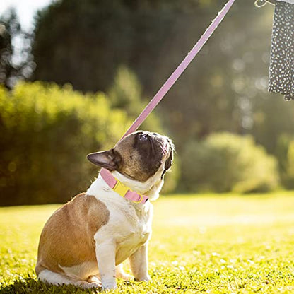 Maca Bates Dog Collar and Leash Set, Adjustable Solid Dog Collar and Leash for Small Medium Large Dog with Golden Metal Buckle - color: set-sakura, size: XS