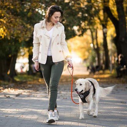 BUMBIN 6Ft Dog Leash - Large Dogs, Bungee Leash with 2 Handles, Heavy Duty, No Pull Shock Absorbing, Orange - color: Orange