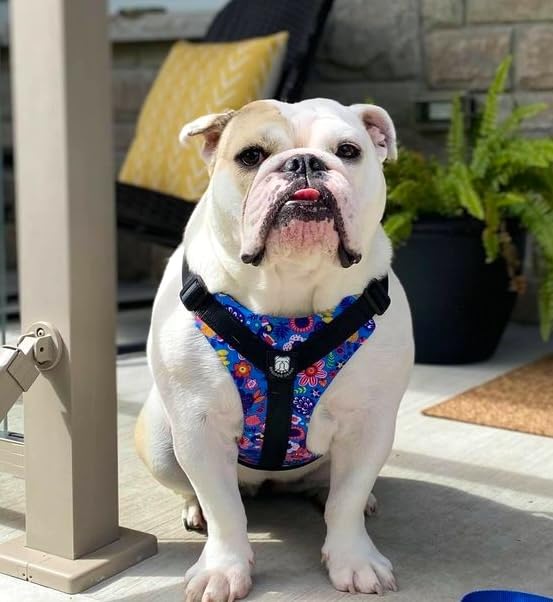 No-Pull Harness for English & French Bulldogs - Adjustable Wide-Chest Fit, Reflective Vest with Control Handle (Frisky Flowers, Large) - color: Frisky Flowers, size: Large