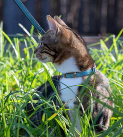Rogz Urban Cat Safety Collar Small/Medium - Turquoise Moon - color: Turquoise Moon