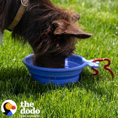 The Dodo Collapsible Dog Bowl, Blue; Travel Dog Bowl That Folds Flat and Clips with Carabiner for Easy Storage and Carry - color: Blue