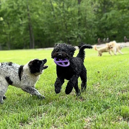 Flexible Flying Disc - Durable Floating Dog Toy for Fetch, Tug, Treat Filling, Made in USA, FDA Compliant TPE, Medium/Large Dogs, Green - color: Green