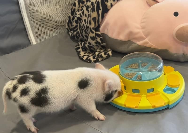 Piggy Poo and Crew Treat Popper Slow Feeder Interactive Food Dispenser Puzzle Game for Dogs Puppies Rabbits Pigs Small Animals - color: Blue and Yellow