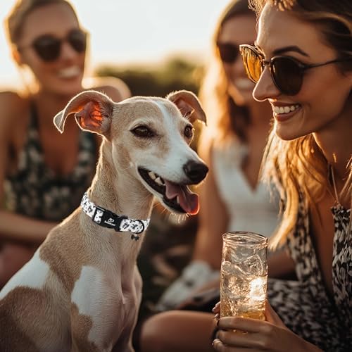 Girl Dog Collar Black Bow Dog Collars for Puppy Small Dogs - Lightweight Adjustable Chic Sweet Spring Female Dogs Everyday Collars with Safety Buckle XS - color: Black Bow, size: XS