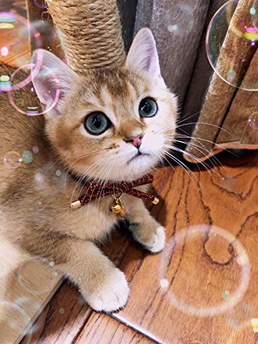 Cute Bowtie Cat Collar with Bell. Japanese Stylish Bowknot & Fish Charm. Safety Breakaway, Soft, Lightweight, for Girl Boy Male Female Cats Kitten,Red - color: Apple Red, size: Small (6-9.5 inches)