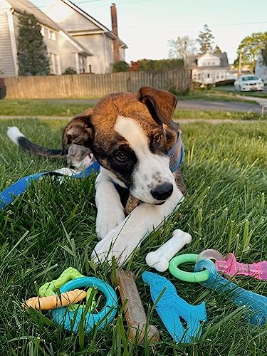 Nylabone New Puppy Starter Kit, 5 Chew Toys and 1 Natural Treat for Puppies, Multi Color, Bacon & Chicken Flavor, Small Dogs - Up to 25 lbs., 6 Pack - color: Bundle