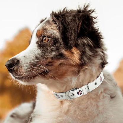 MLB Dog Collar Chicago Cubs New Signature PRO PVC-Leather Premium Pet Collars Extra Tough & Durable! Super Stylish! Size: Medium Adjustable 16-20" Length x 1" Width - color: Chicago Cubs, size: Medium