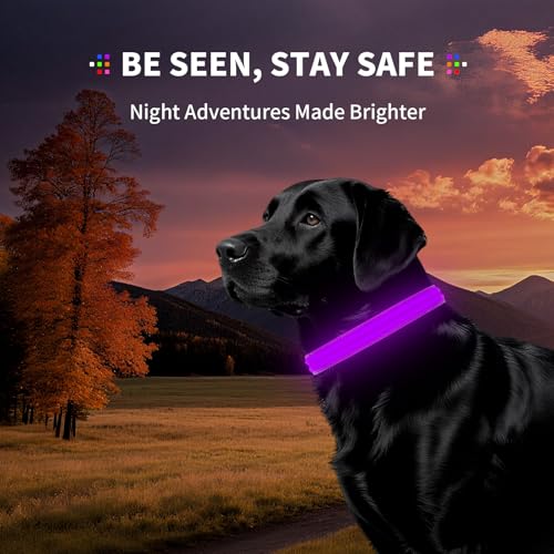Dog Light up Collar for Night Walking - High Visibility LED Dog Collar - Rechargeable - Waterproof - Reflective - Adjustable Lighted Glow Collars(Purple,XLarge) - color: Purple, size: XLarge (22" - 27")