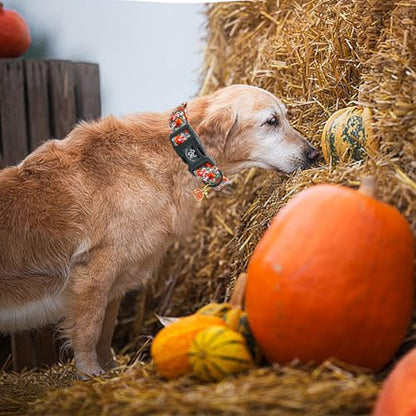 Elegant little tail Halloween Dog Collar, Pumpkin with Flower Print Fall Pet Collars Cotton Soft Sturdy Puppy Collars Holiday Female Adjustable Collar for X-Small Puppy - color: Fall-3D Pumpkin, size: X-Small (Pack of 1)