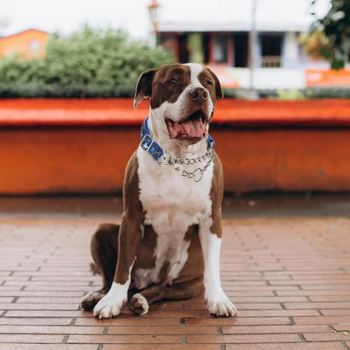Reflective Martingale Dog Collar - Cartoon Pattern Adjustable No-Pull Training Collar with Safe Choke Chain Design for Medium, Large & XL Dogs(Cartoon M) - color: 11, size: M(Neck12"-17")