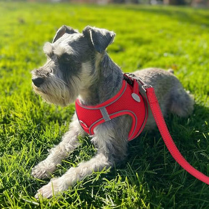 Joytale Small Dog Harness, Breathable Mesh Step-in Vest, Reflective Soft Padded Harnesses for Cats and Puppies Dogs, Red, XXXS - color: Red, size: XXXS--Chest: 10.5-12''