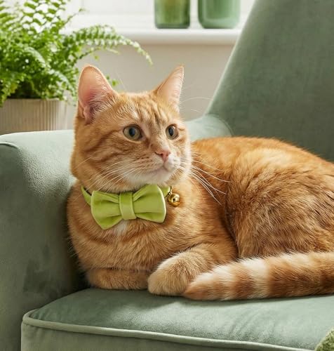 Personalized Velvet Cat Collar with Bell, Custom Engraved Name and Phone Number, Adjustable Luxury Kitten Collar, Non-Breakaway Secure ID Collar for Cats and Kittens - color: Green, size: L