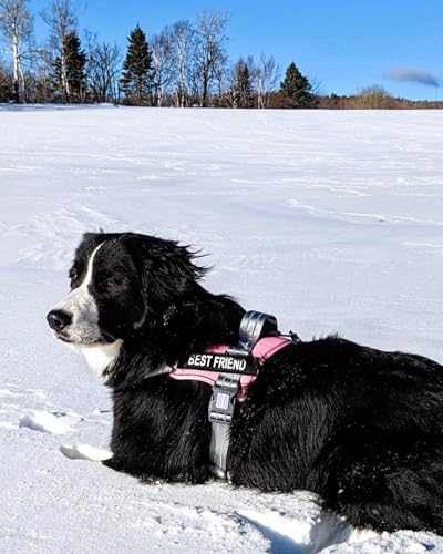 AUROTH Dog Harness and Leash Set, Soft Padded Service Dog Vest with 5.25FT Dog Leash, No Choke, Easy On Pet Vest, Adjustable Reflective No Pull Dog Harness for Large Dogs, Easy Walking and Training - color: Pink, size: Large